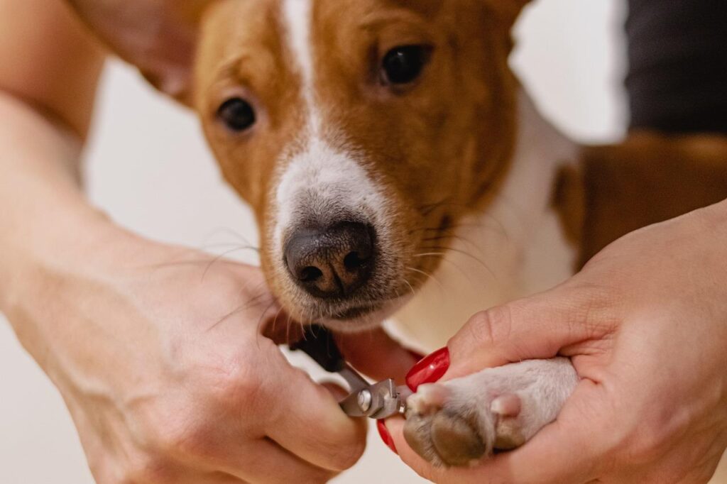 Professionele hondentrimmer in Breda trimmt de vacht van een hond met zorg en expertise