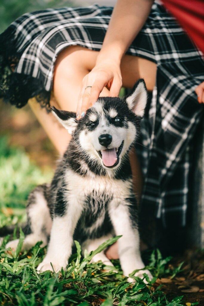 Hondenfokker in Leiden toont gezonde puppy's in een veilige, liefdevolle omgeving met focus op socialisatie en ethische fokpr